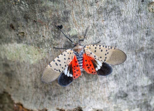 Spotted Lantern Fly