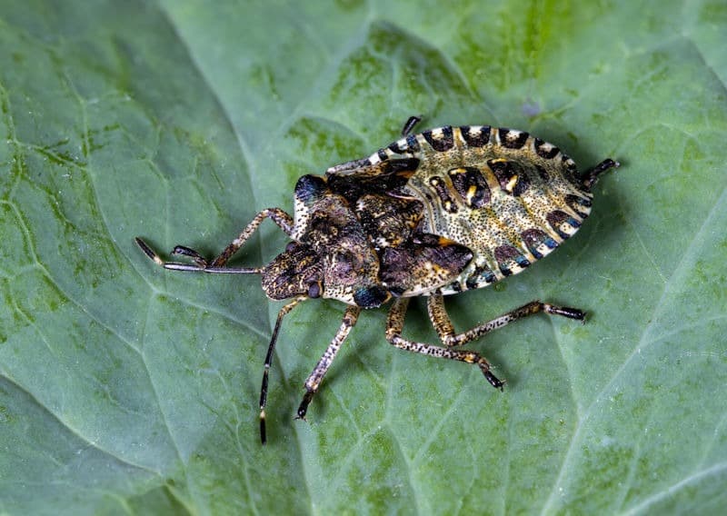 Stink bug on leaf
