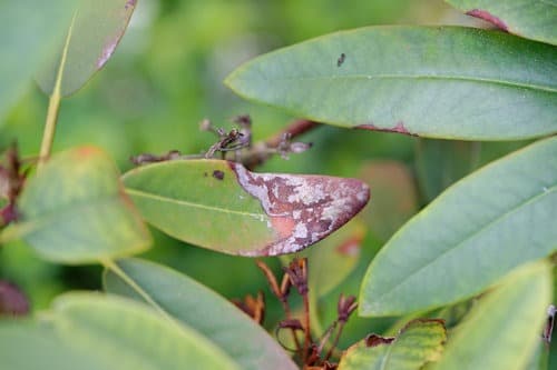 Sudden Oak Death On Rhododendron