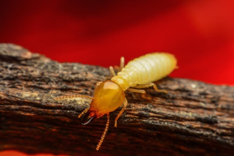 Subterranean Termite