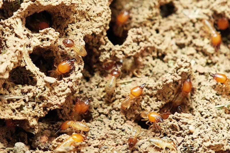 Termite colony