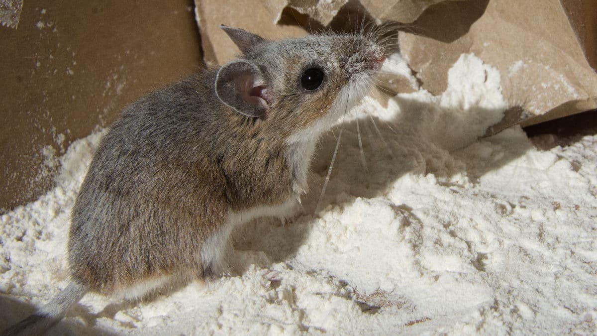 That Mouse Isn't as Cute as He Seems How to Control Rodent Infestations