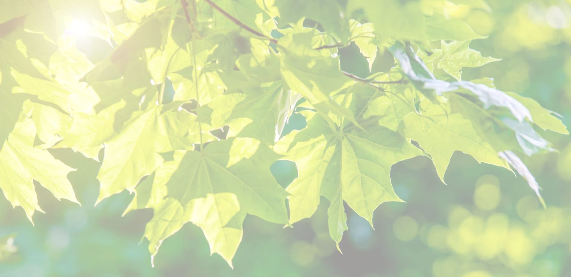 Sunlight through healthy green tree leaves