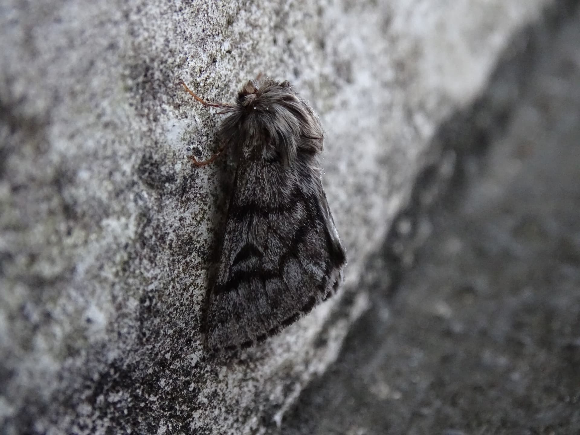 Winter Moth