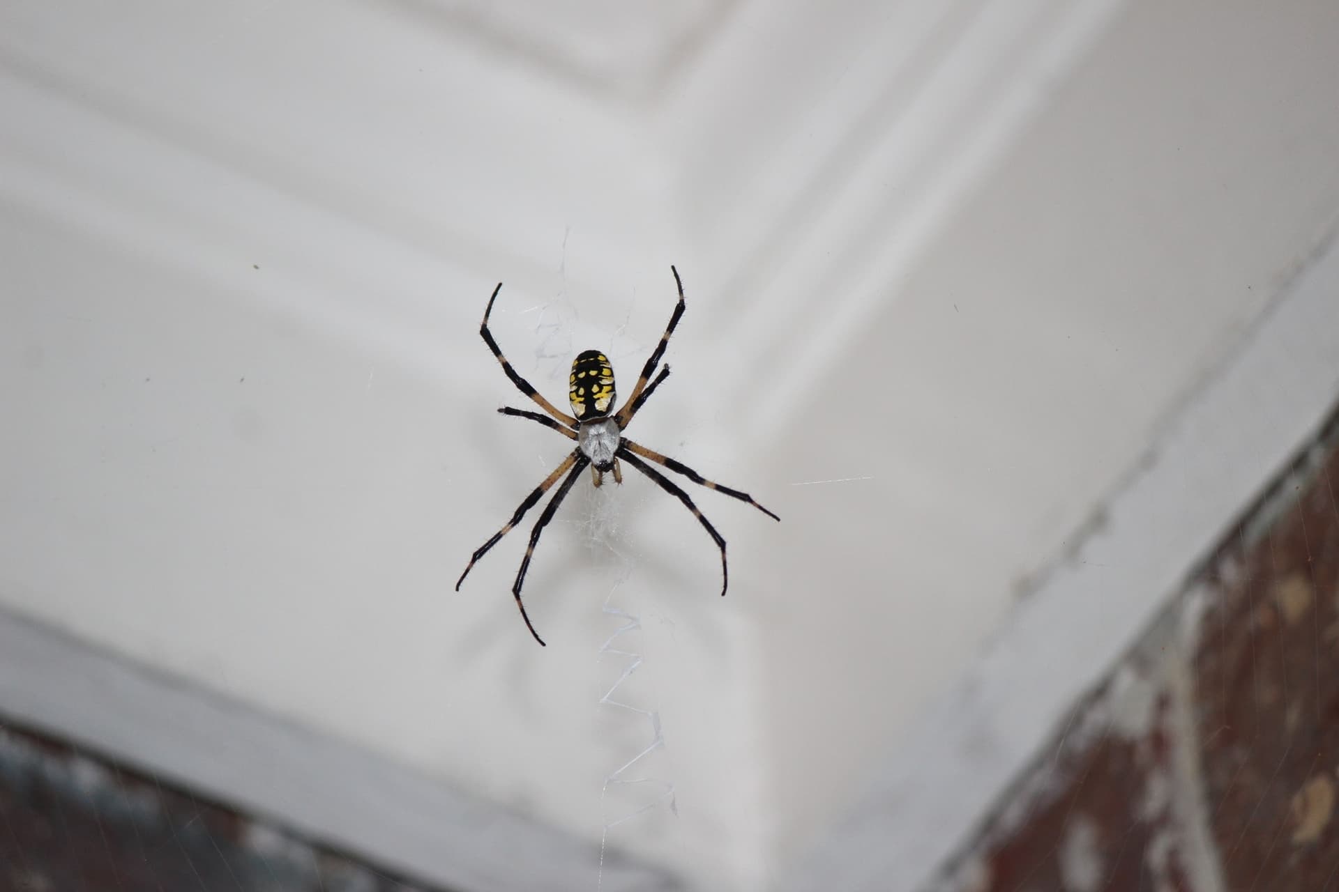 Writing Spider