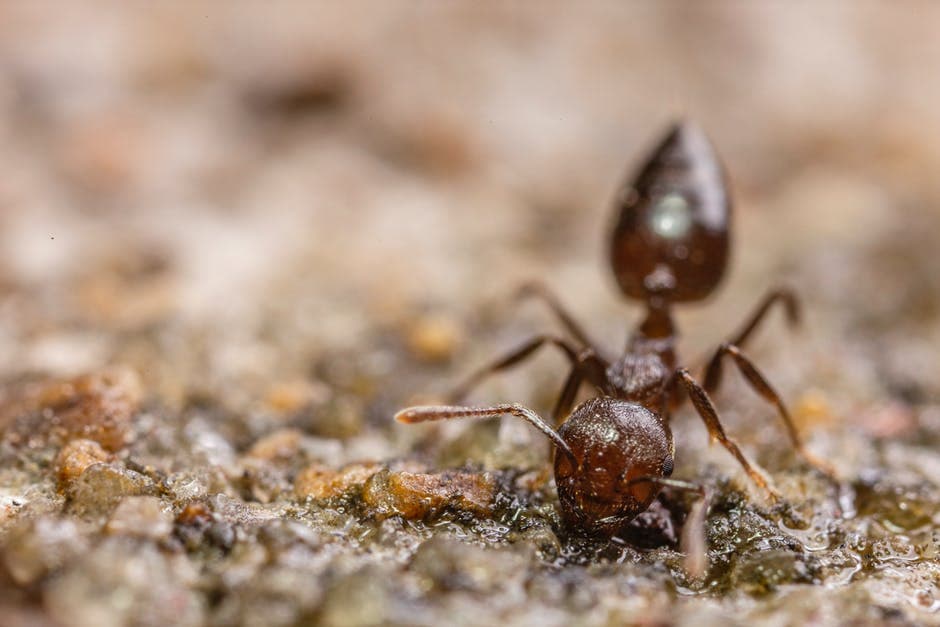 acrobat ant