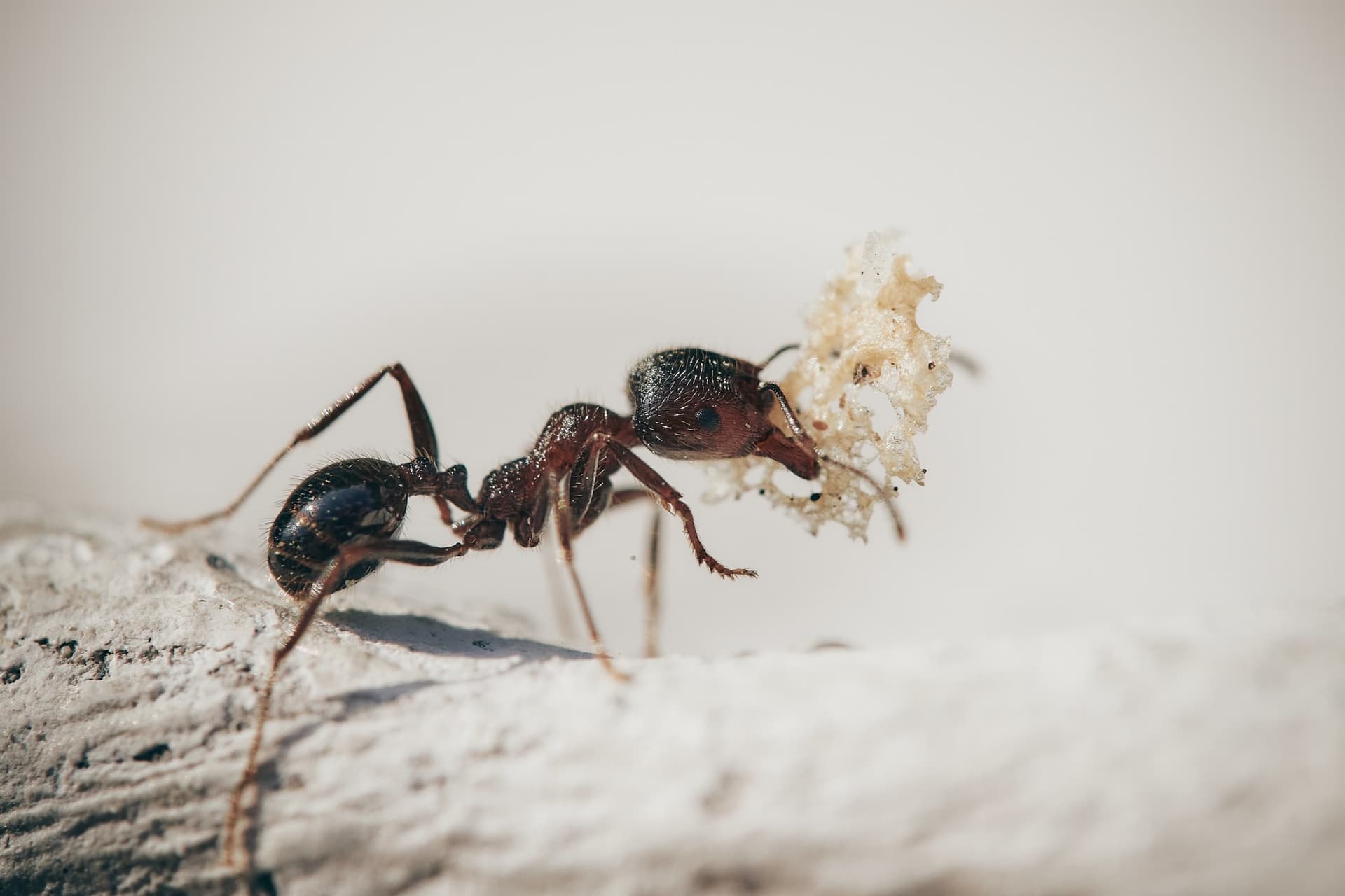 ant carrying food