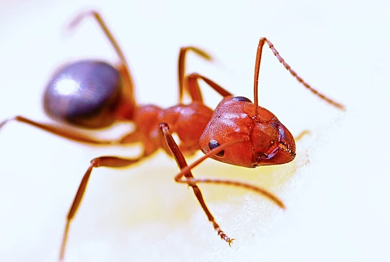 Ant activity at a home's exterior, where the outside-first inspection begins