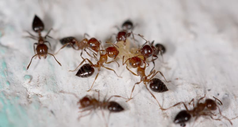 ants on the wall