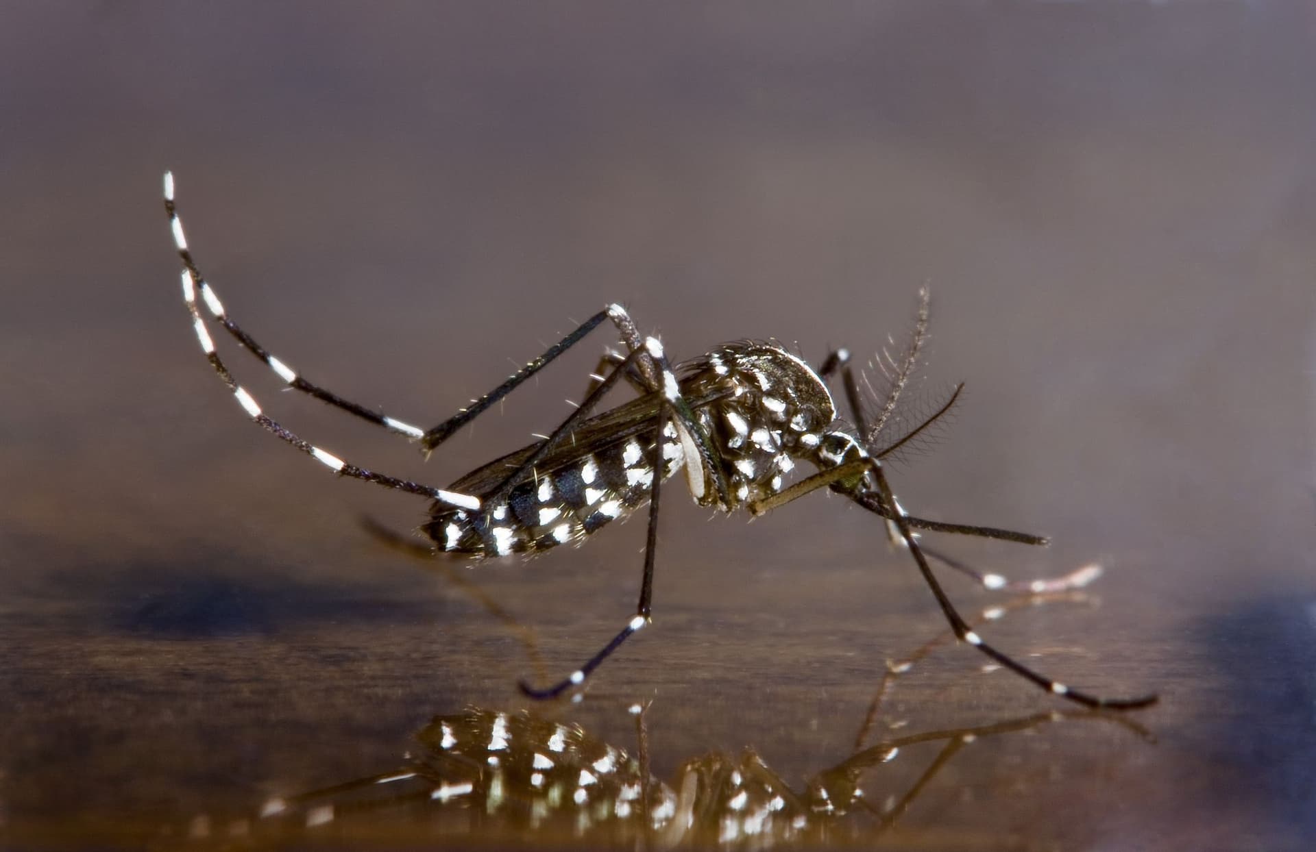 Aedes Albopictus "" The Asian Tiger Mosquito