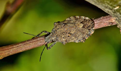 bug-stink-bug-rough-stink-bug