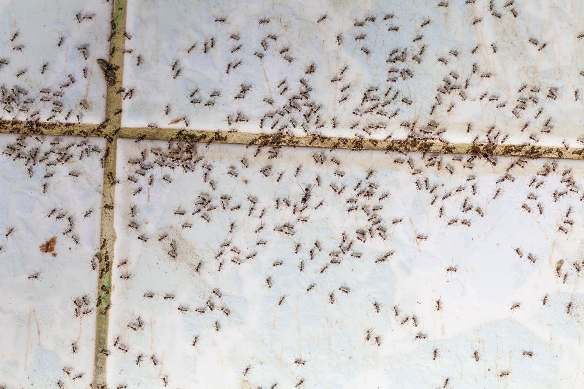 Carpenter ants