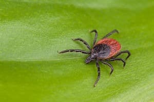 Black Legged Tick