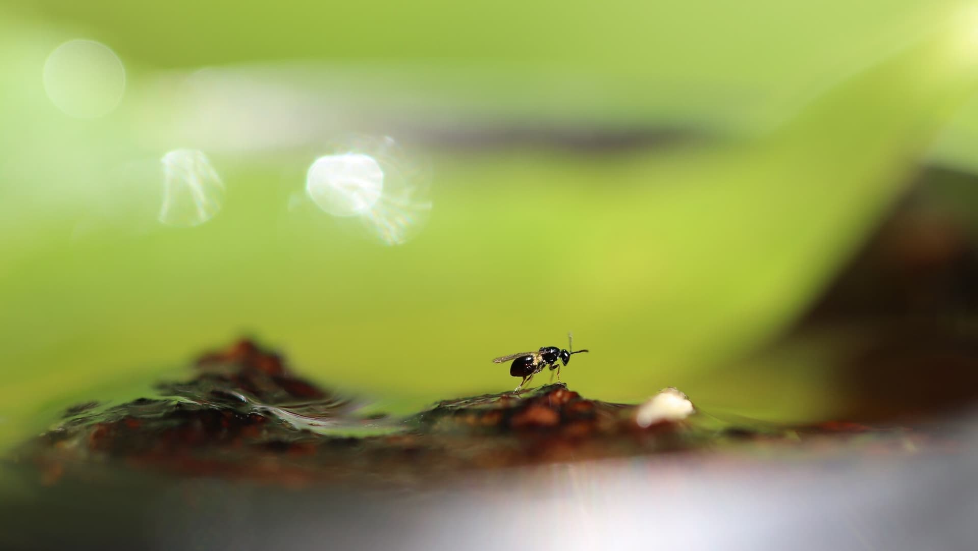gall wasp
