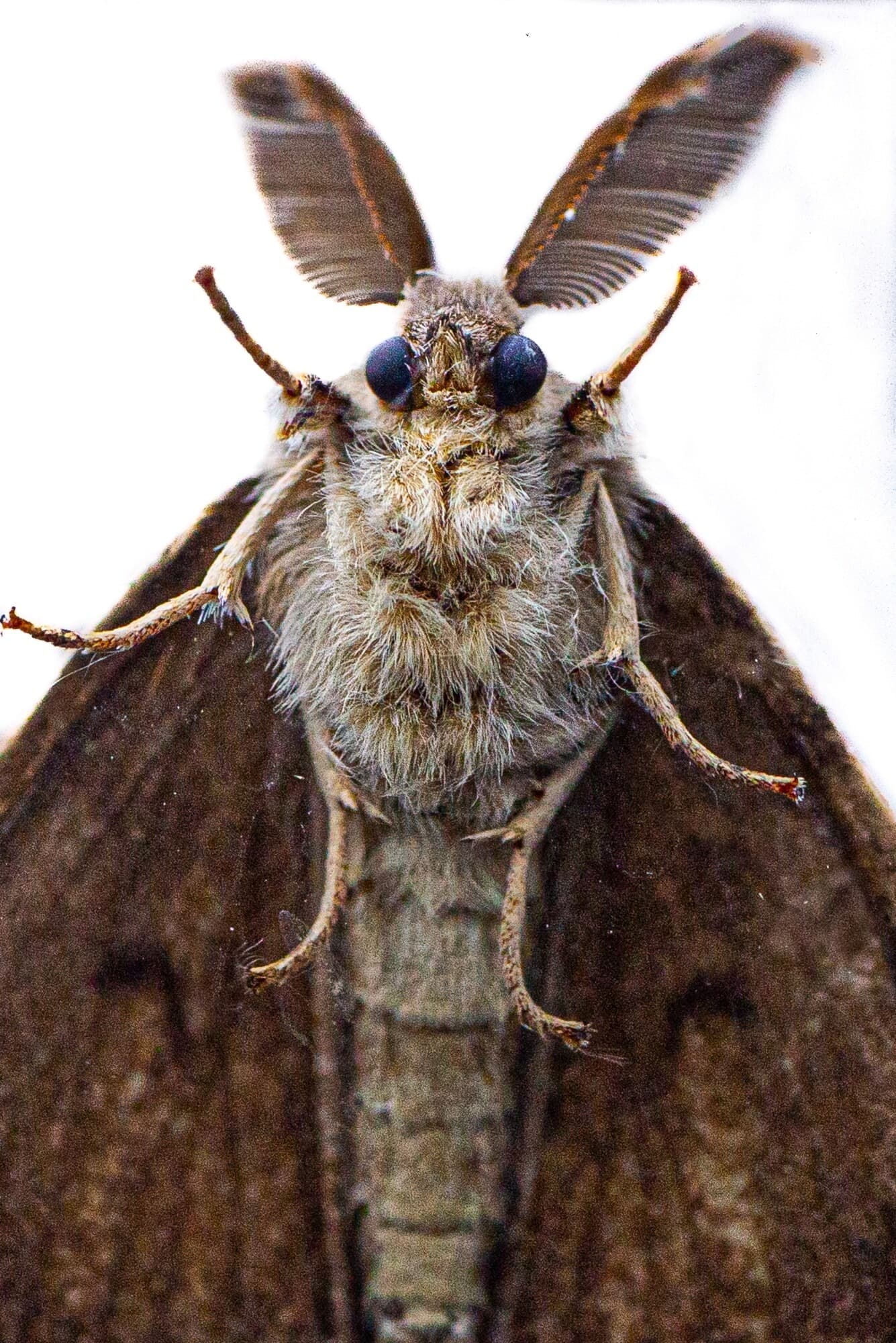 gypsy moth