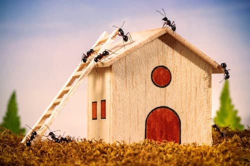 Ant Control