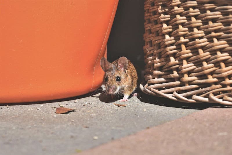 Rodents — pest control in Southern Maryland & Northern Virginia