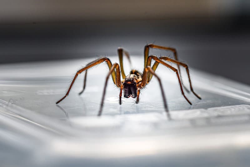 House Spider