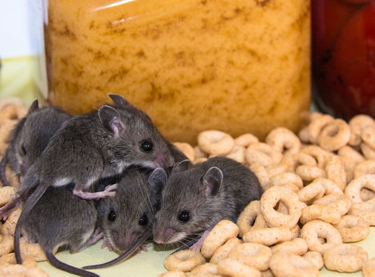 mouse babies