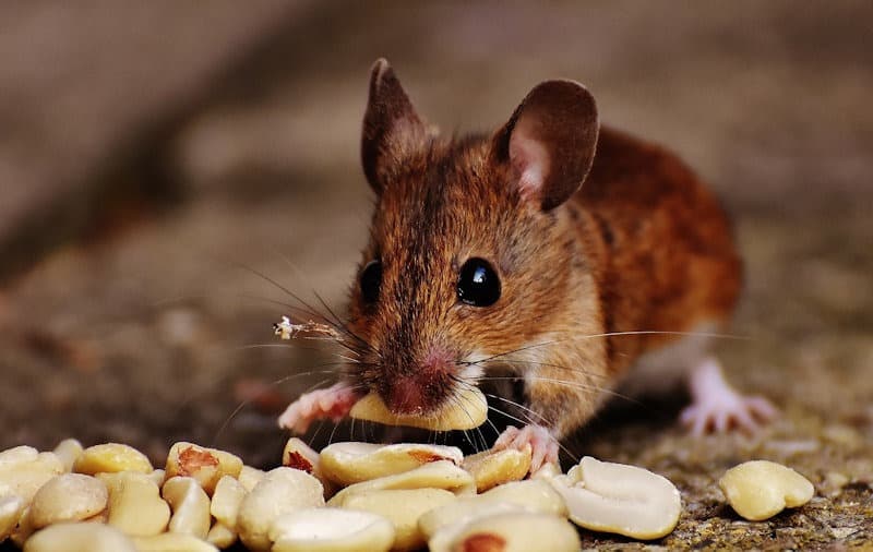 mouse eating peanuts