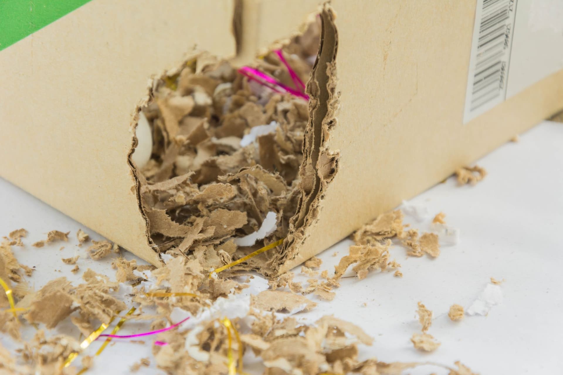 What Is the Best Rodent Control for Homes in Southern Maryland and Northern Virginia?