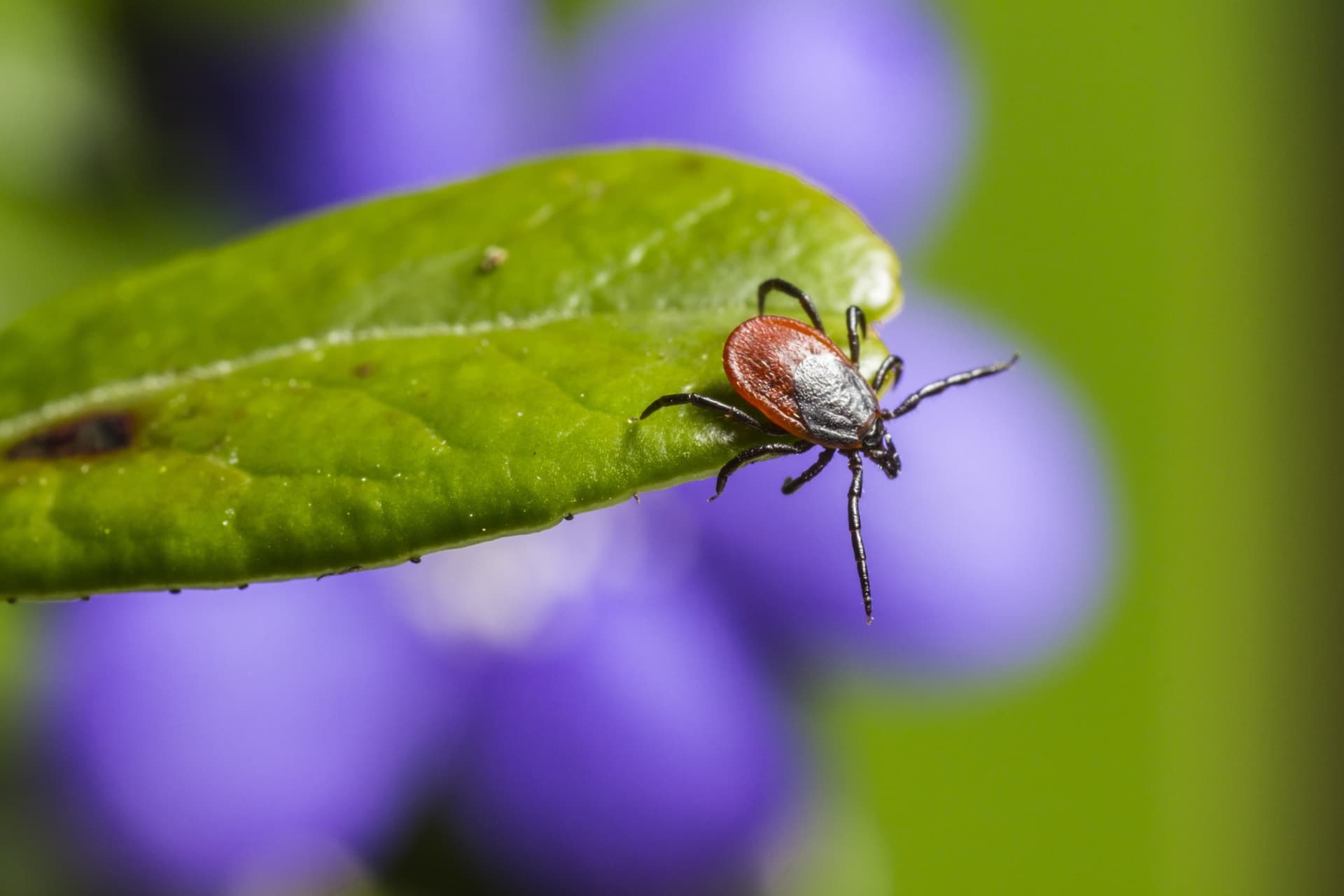 questing deer tick