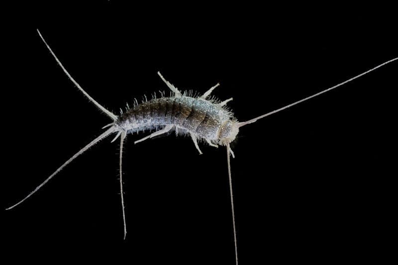 A silverfish, one of the common general crawling insects found in Southern Maryland and Northern Virginia homes
