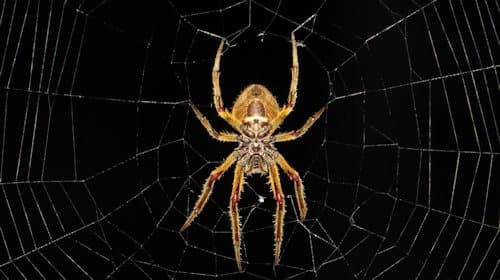 A spider web on a home exterior — most indoor spider activity follows exterior insect populations