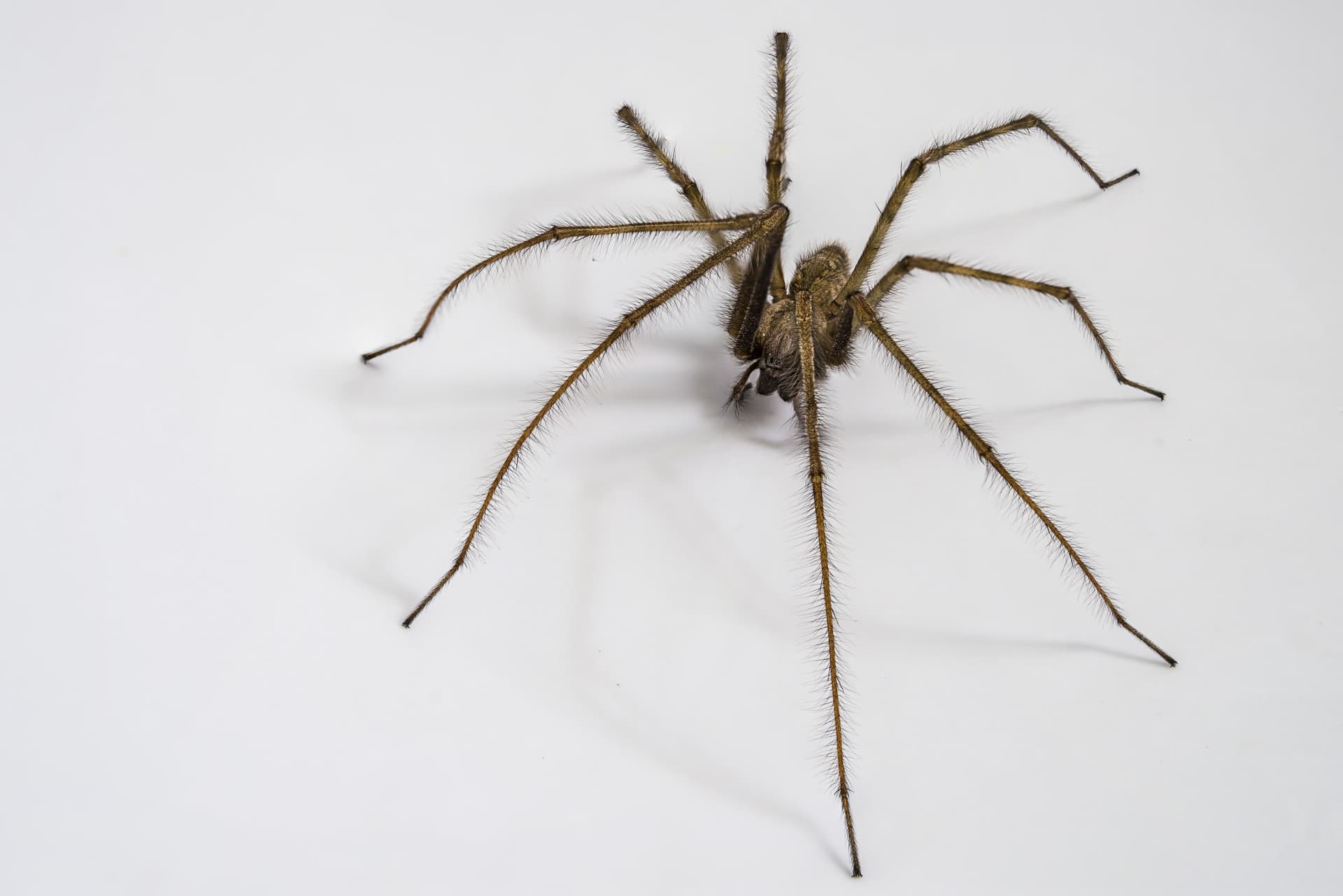 spider