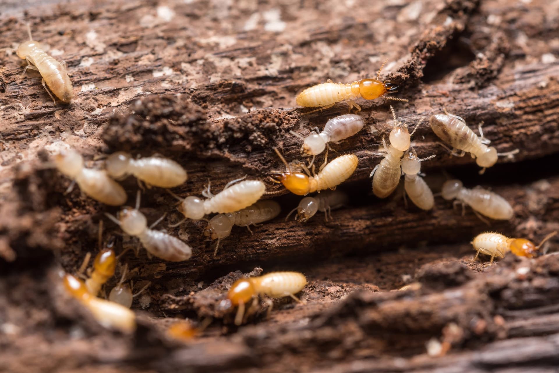 Close up termites