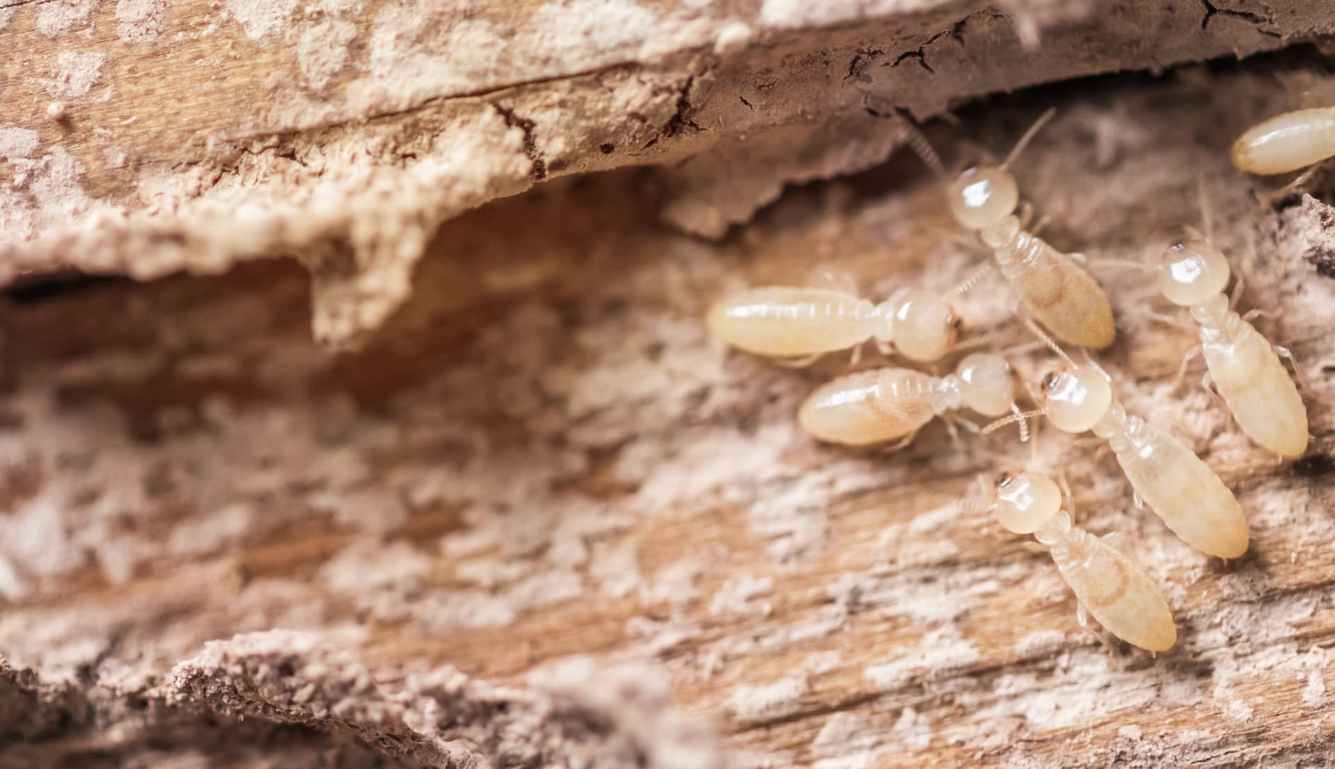 Termites