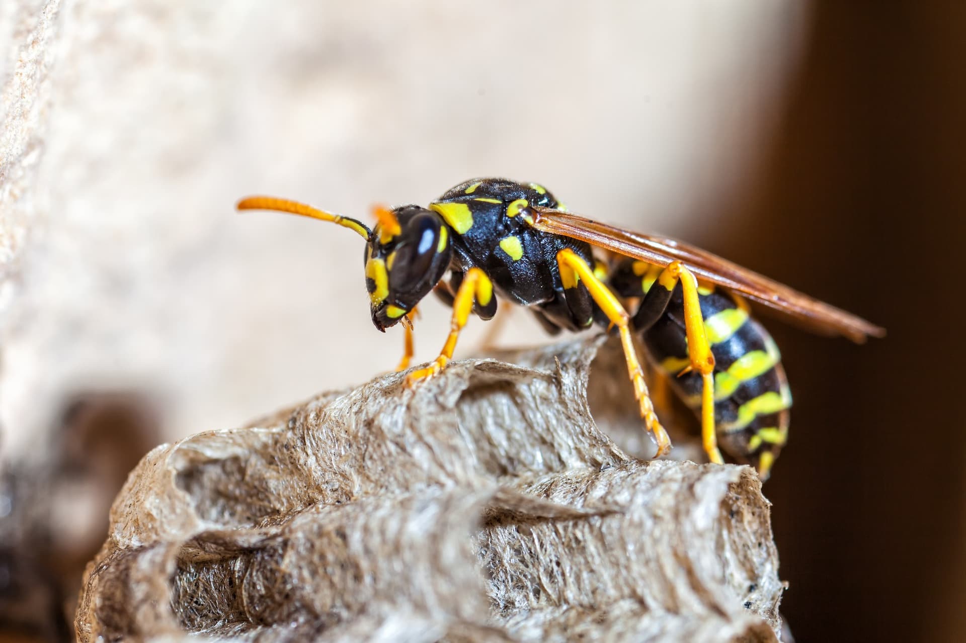 Common stinging insects found in Southern Maryland and Northern Virginia — wasps, hornets, and yellow jackets