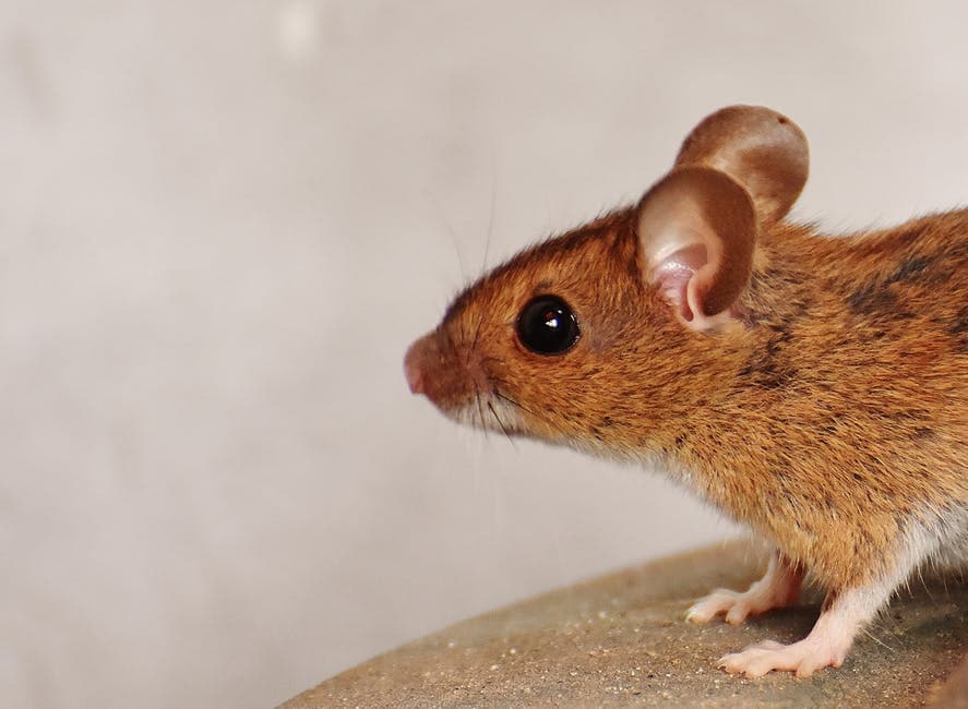 How Do You Get Rid of Mice Yourself