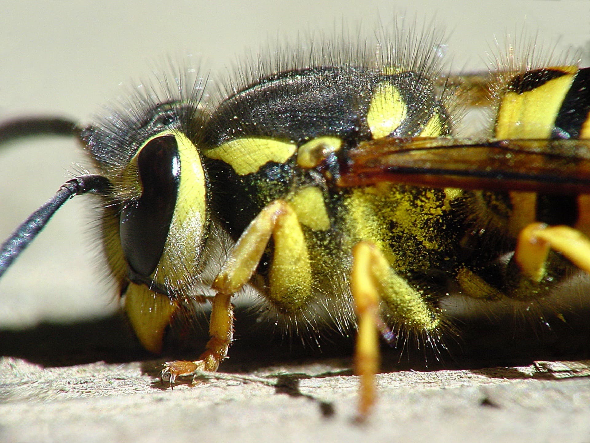 yellow jacket profile